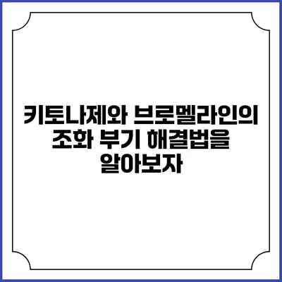 키토나제와 브로멜라인의 조화: 부기 해결법을 알아보자